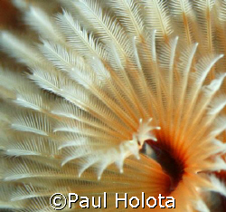 Fine detail of a Spiral-gilled worm. Bonaire. Canon XTi 1... by Paul Holota 